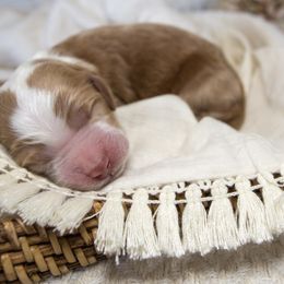 Boy 3 - Goldendoodle puppy in Chesapeake, Virginia from Havens Doodles