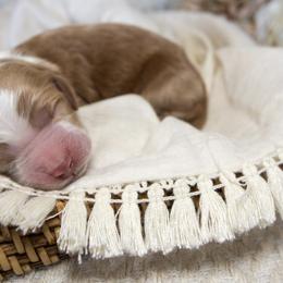 Boy 3 - Goldendoodle puppy in Chesapeake, Virginia from Havens Doodles