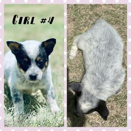 Girl 4 - Blue mottled female Australian Cattle Dog puppy in Prague, Oklahoma from S&B Cattle Co.