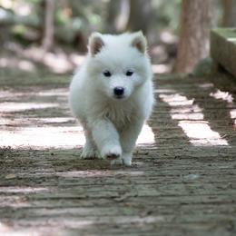 Pomsky Puppies from New World Pomskies
