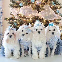 Shine Shine - Maltese
