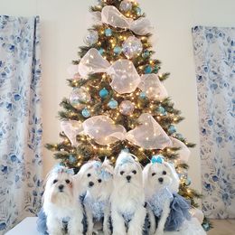 Shine Shine - Maltese
