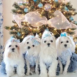 Shine Shine - Maltese