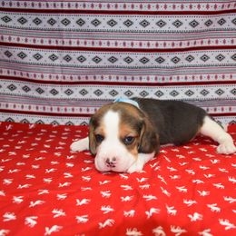 Blue collar male - Black white and tan male Beagle puppy in Fontana, California from JLB Beagles & MBT