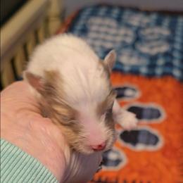 Baby boy 2 - Sable merle and white male Shetland Sheepdog puppy in Marshall, North Carolina from Small World Shelties