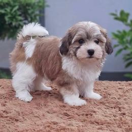Cooper - Red sable male Havanese puppy in Draper, Utah from Peaks Pups & Cavachon Love Chocolate Cavaliers, Cavaliers, Cavachon’s, Cavapoos & Havanese