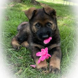 German Shepherd Puppies from Stonewick German Shepherds