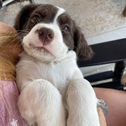 English Springer Spaniels from Desert Willow Kennel