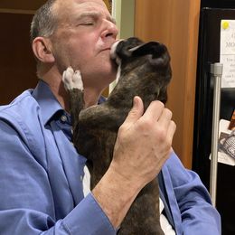 Boxer Puppies from Fineview Boxers