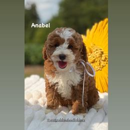 Anabel - Red  female Goldendoodle puppy in Estesburg, Kentucky from Wet Goldendoodle Kisses
