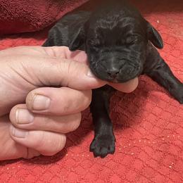 Cocoa - Black female Labradoodle puppy in Craig, Nebraska from Top Knot Companions Poodles and Labradoodles