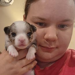 Girl 1 - Merle Chihuahua puppy in Rockport, Indiana from King's Country Style Kennels