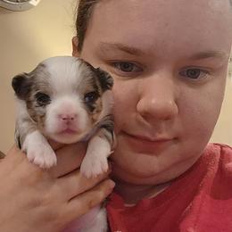 Girl 1 - Merle Chihuahua puppy in Rockport, Indiana from King's Country Style Kennels