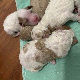 Girl 1 - Parti female Goldendoodle puppy in Covington, Louisiana from MyKy Puppies