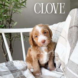 Clove - Red female Bernedoodle puppy in South Jordan, Utah from Wonderful World Doodles