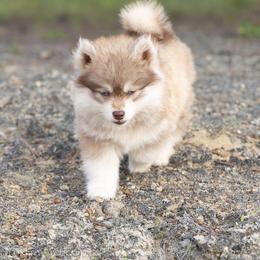 Pomsky Puppies from Foxfire Arctic Spitz