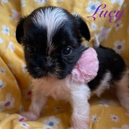 Lucy - Black and white female Shih Tzu puppy in Hemet, California from Aloha Shih Tzu