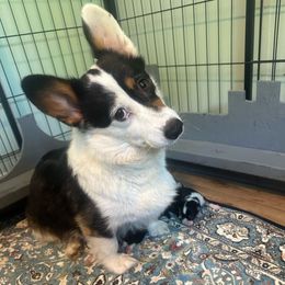 Trudy - Pembroke Welsh Corgi