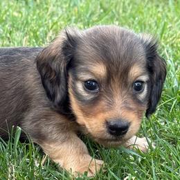 Graham - Cream male Dachshund puppy in Salem, Oregon from Longdox Mini Dachshunds