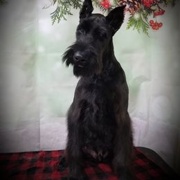 Giant Schnauzer All Grown Up from LaRoc Onyx Riesinbach Kennels