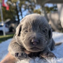 Teal Boy ( Go home for Xmas) - Gray male Newfoundland puppy in Independence, Missouri from K & L Ranch