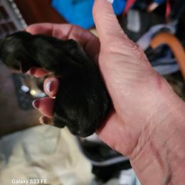 Boy 1 - Black and tan male Yorkshire Terrier puppy in Tacoma, Washington from Anks Toys Yorkshire terriers