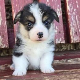 Dixie - Black and tan female Pembroke Welsh Corgi puppy in Anton, Texas from X Bar's Lil Legs of Texas