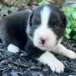 Shadow - Black tri-color male Australian Shepherd puppy in Loda, Illinois from Pilcher Farms