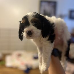 Cavalier King Charles Spaniel, Cavapoo, Maltipoo, and Poodle Puppies from Lainy's Puppies