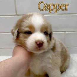 Copper - Red merle male Australian Shepherd puppy in Zephyrhills, Florida from Highland Shelties & Aussies