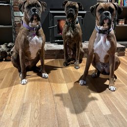 Boxer All Grown Up from Sunshine Boxers 95988
