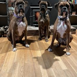 Boxer All Grown Up from Sunshine Boxers 95988