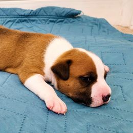 American Staffordshire Terrier Puppies from MDYC Amstaffs
