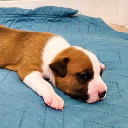 American Staffordshire Terrier Puppies from MDYC Amstaffs