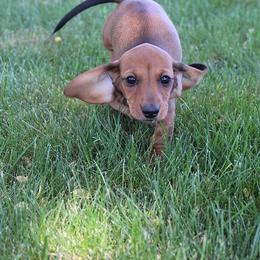 Girl 2 - Red female Dachshund puppy in Craig, Colorado from Rocky Mountain Shih Tzus and Dry Creek Miniature Dachshunds