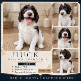 Huck - Parti male Goldendoodle puppy in Macclenny, Florida from Baker County Goldendoodles