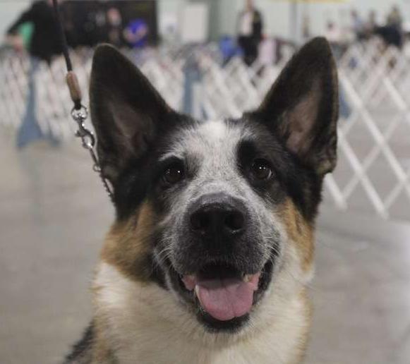 Josie
