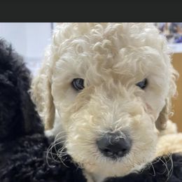 Goldendoodle and Poodle Puppies from CharleighRae Poodles and Doodles