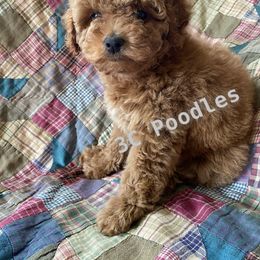 Poodle Puppies from 3C Poodles