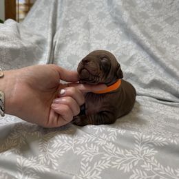 Tigger - Chocolate male American Hairless Terrier puppy in Payson, Utah from Jodi Zobell's Xoloitzcuintli