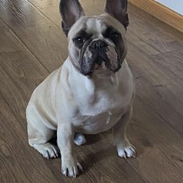 Rocky - French Bulldog