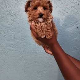 Poodle Puppies from Roman's Toy Poodles