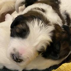 Saint Berdoodles from Parker’s St Berdoodles