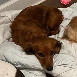 Rose - Dachshund