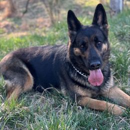 Indy - German Shepherd