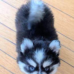 Barry - Black and white male Pomsky puppy in Charlotte, Michigan from Moore Pomskies