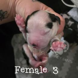 Female 3 - White and brown female Saint Bernard puppy in Kaukauna, Wisconsin from Holtz Family Saints