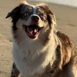 Miniature Australian Shepherds from Puddlestrueminiaussies