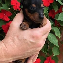 Manchester Terrier All Grown Up from Burmack Manchester Terriers