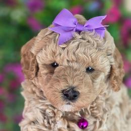 Ella Purple Girl - Red  female Goldendoodle puppy in Vernon, Texas from Sugarland's Texas Goldendoodles